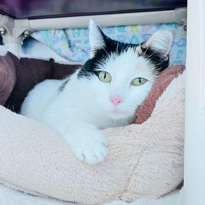 Melanie, Adoptable, Adult Female Domestic Short Hair.