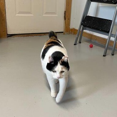 Enlarge Melanie, a Adoptable Domestic Short Hair in Driggs, ID image 5/5