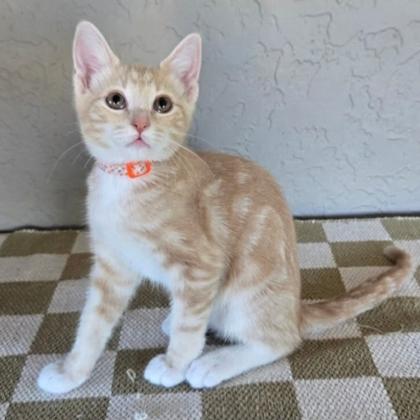 Enlarge Big Red, a Adoptable mixed breed in Yukon, OK image 3/3