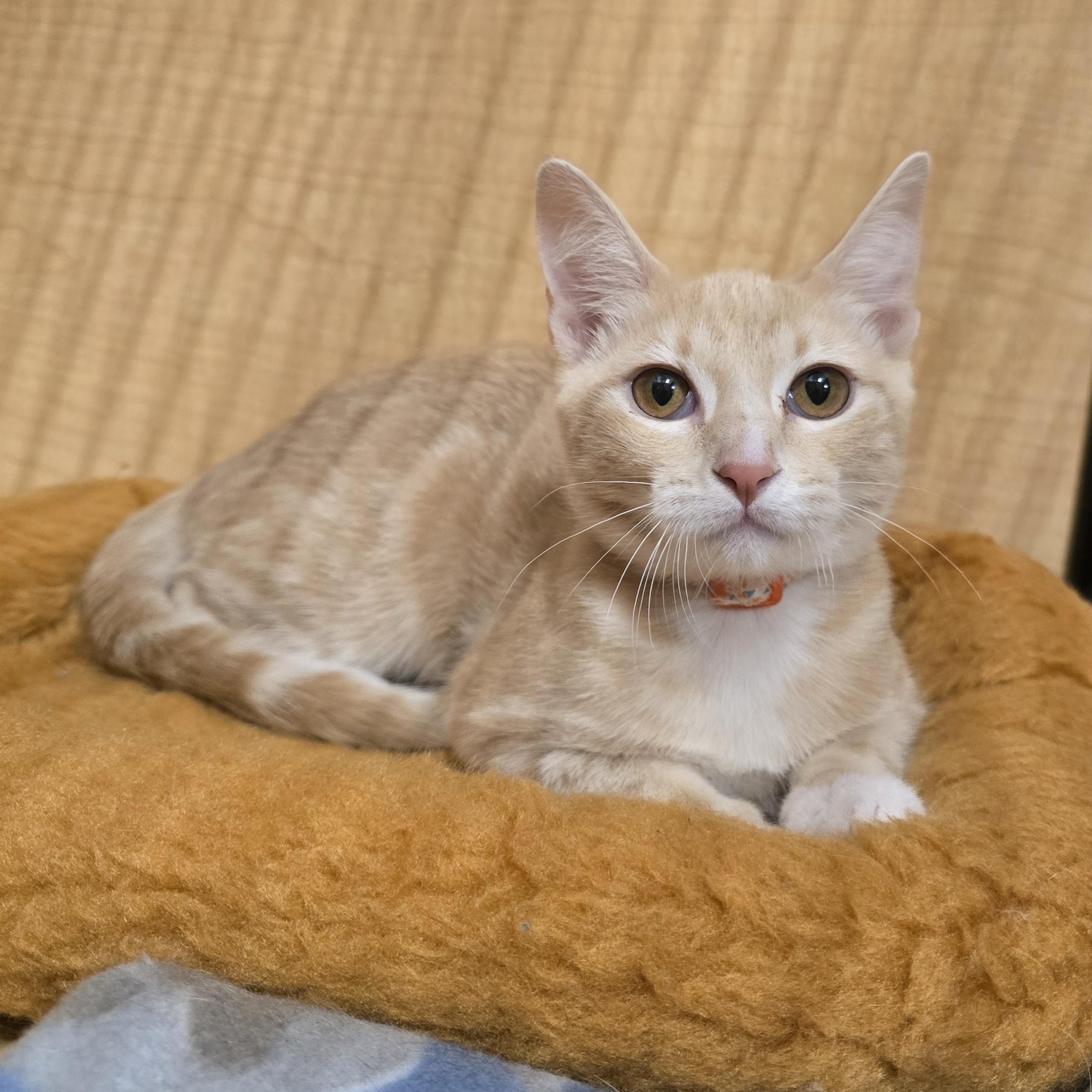 Enlarge Big Red, a Adoptable mixed breed in Yukon, OK image 2/3