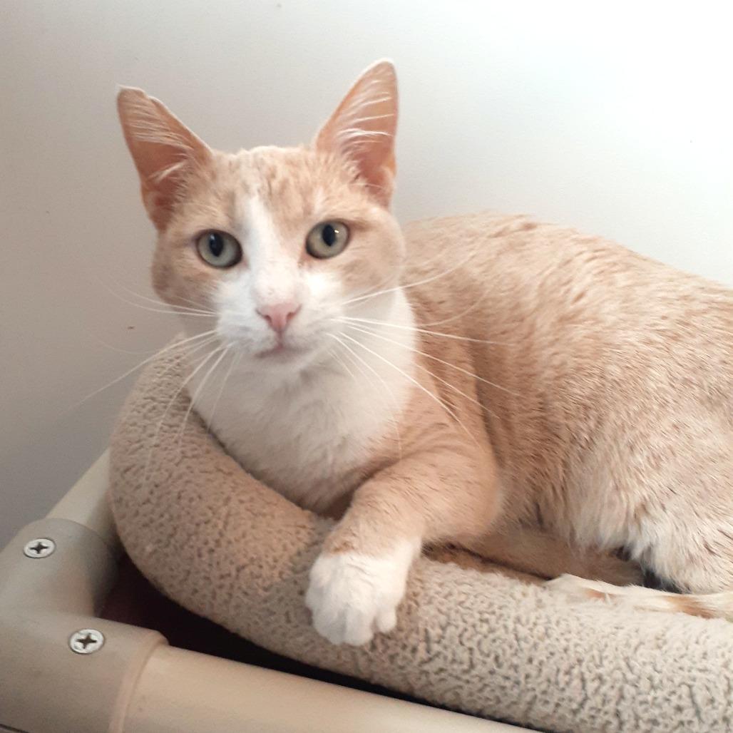Dory, a Adoptable Domestic Short Hair in Pittsburgh, PA image 1/3