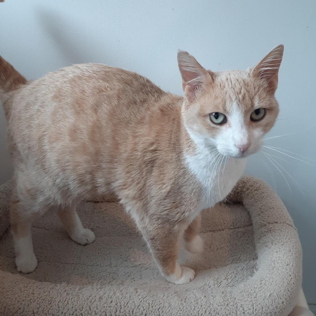 Dory, a Adoptable Domestic Short Hair in Pittsburgh, PA image 3/3