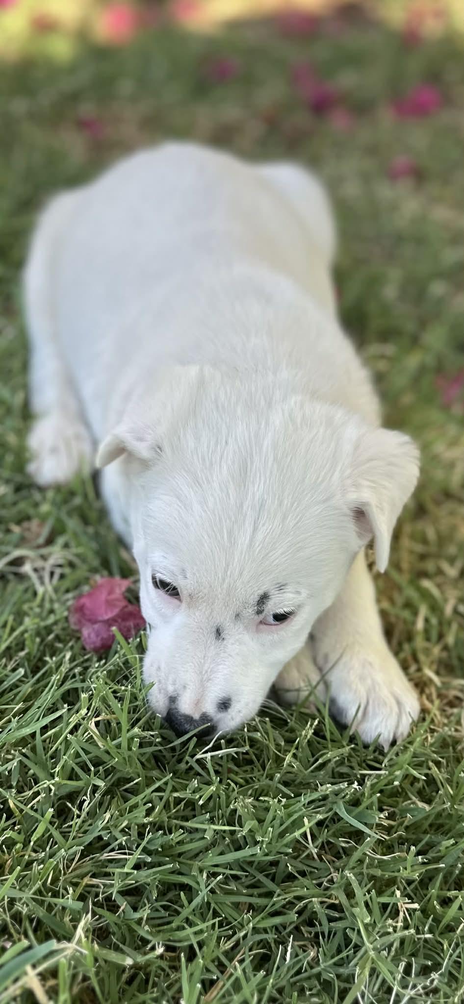 Enlarge Sox, a Adoptable Border Collie in Mesa, AZ image 3/4