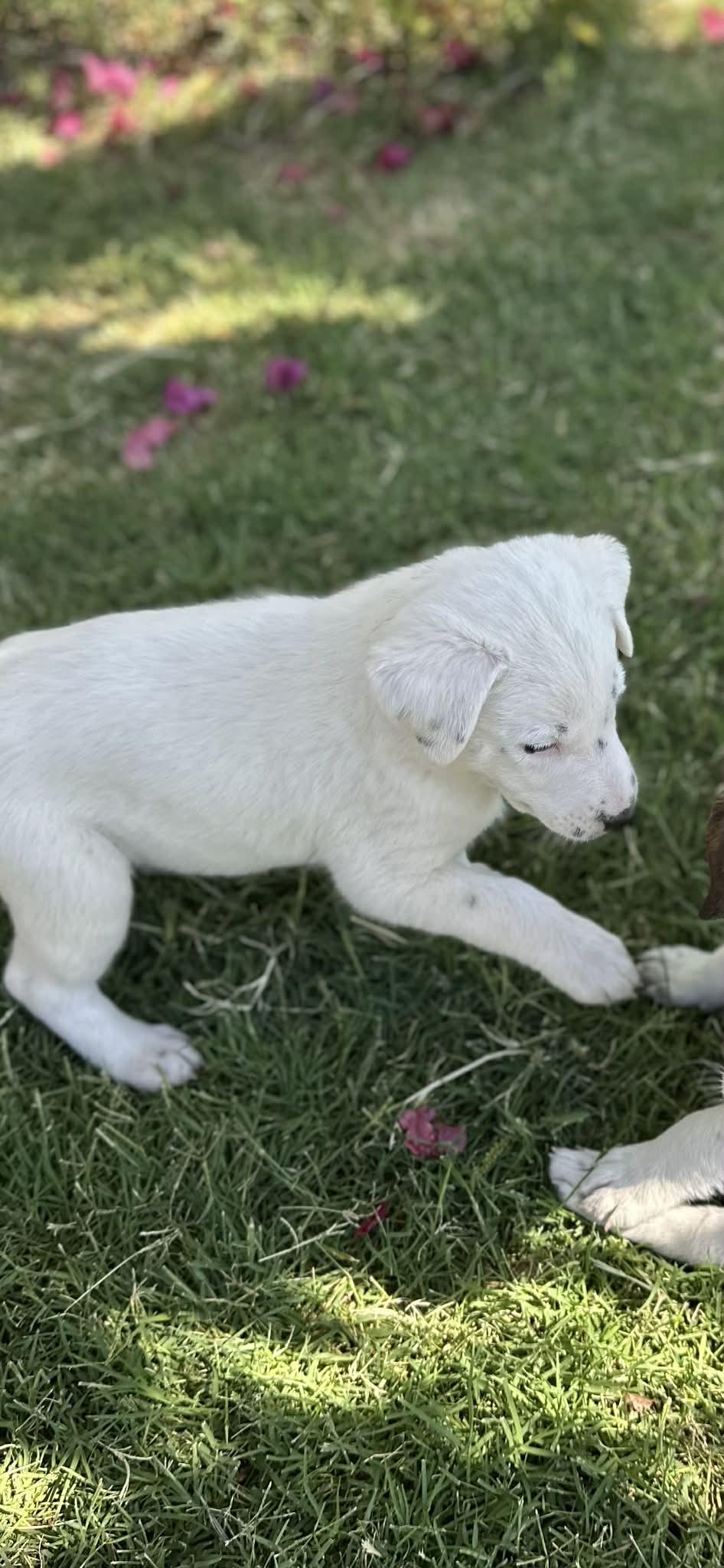 Enlarge Sox, a Adoptable Border Collie in Mesa, AZ image 4/4