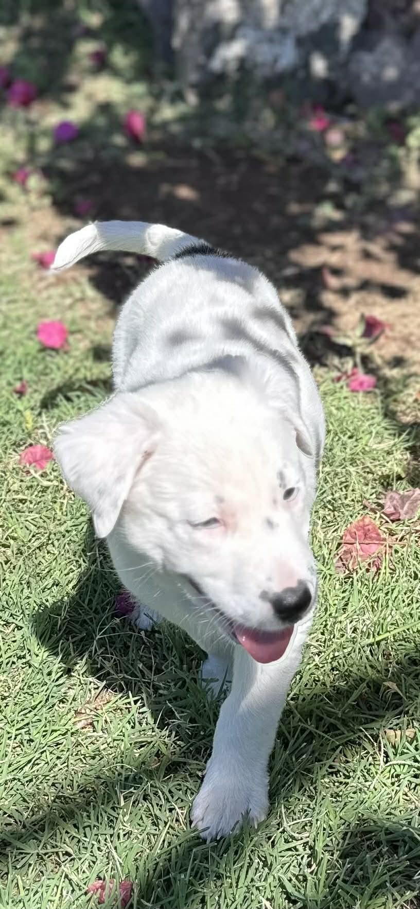 Enlarge Sox, a Adoptable Border Collie in Mesa, AZ image 2/4