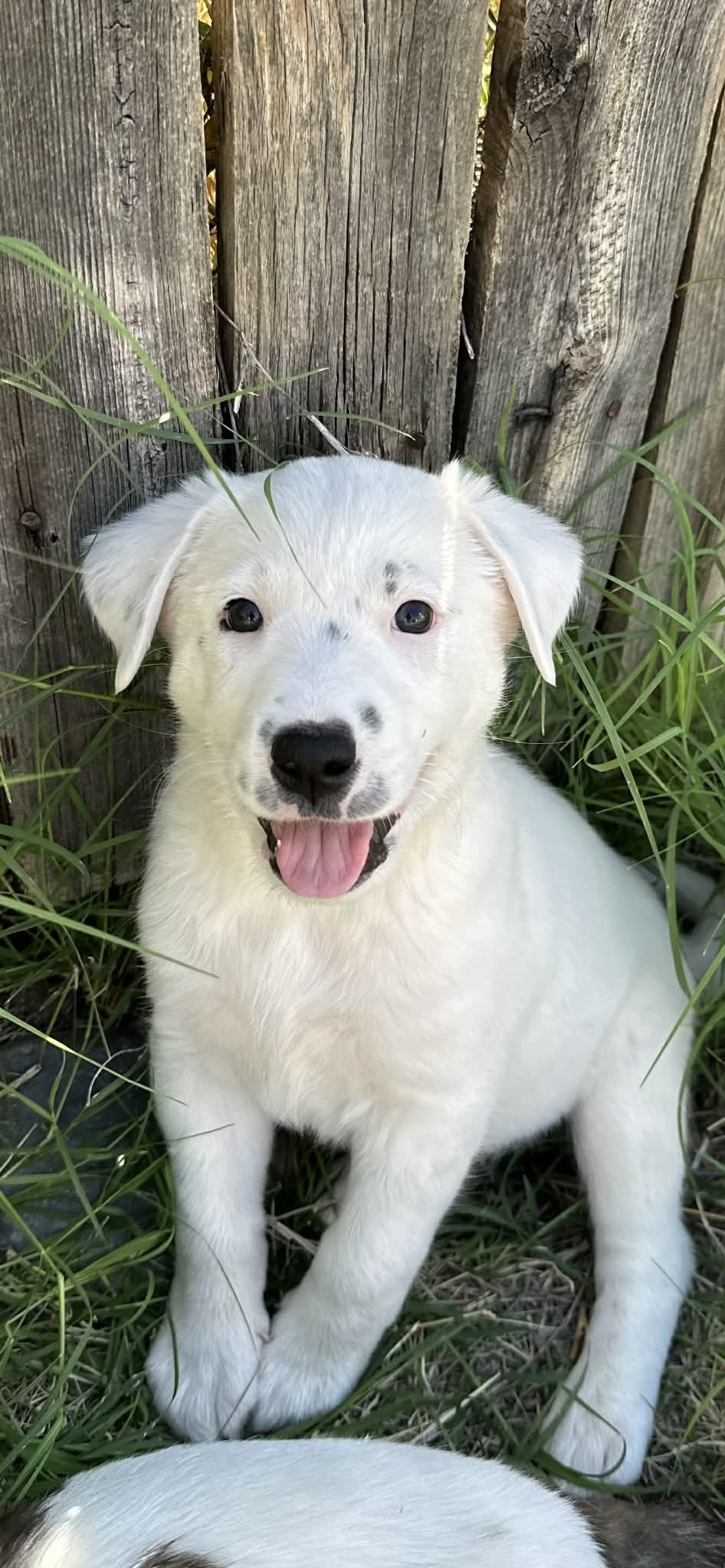 Sox, adopted, Puppy Female Border Collie.