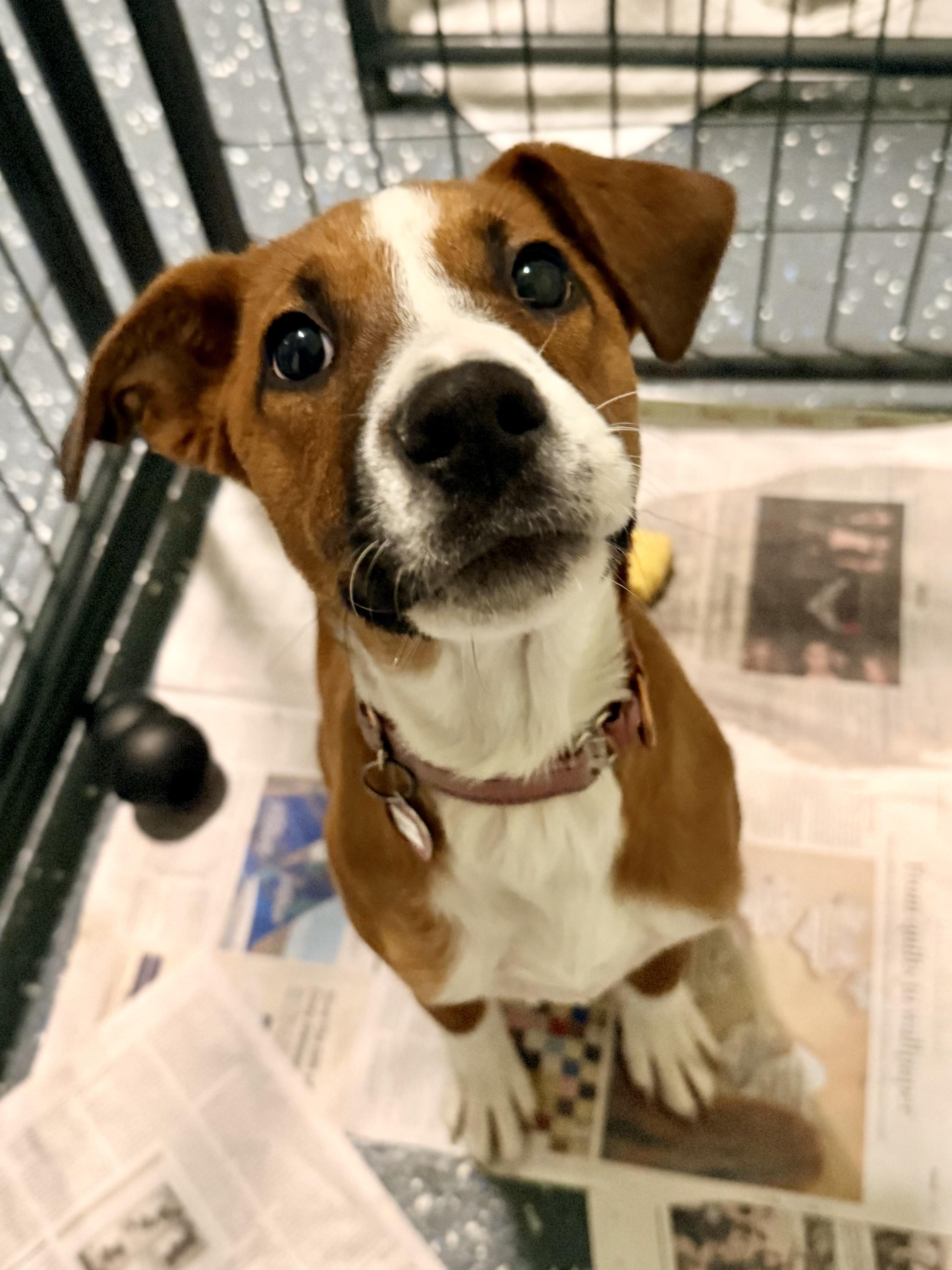Enlarge Mesquite, a Adoptable mixed breed in Uxbridge, MA image 1/1