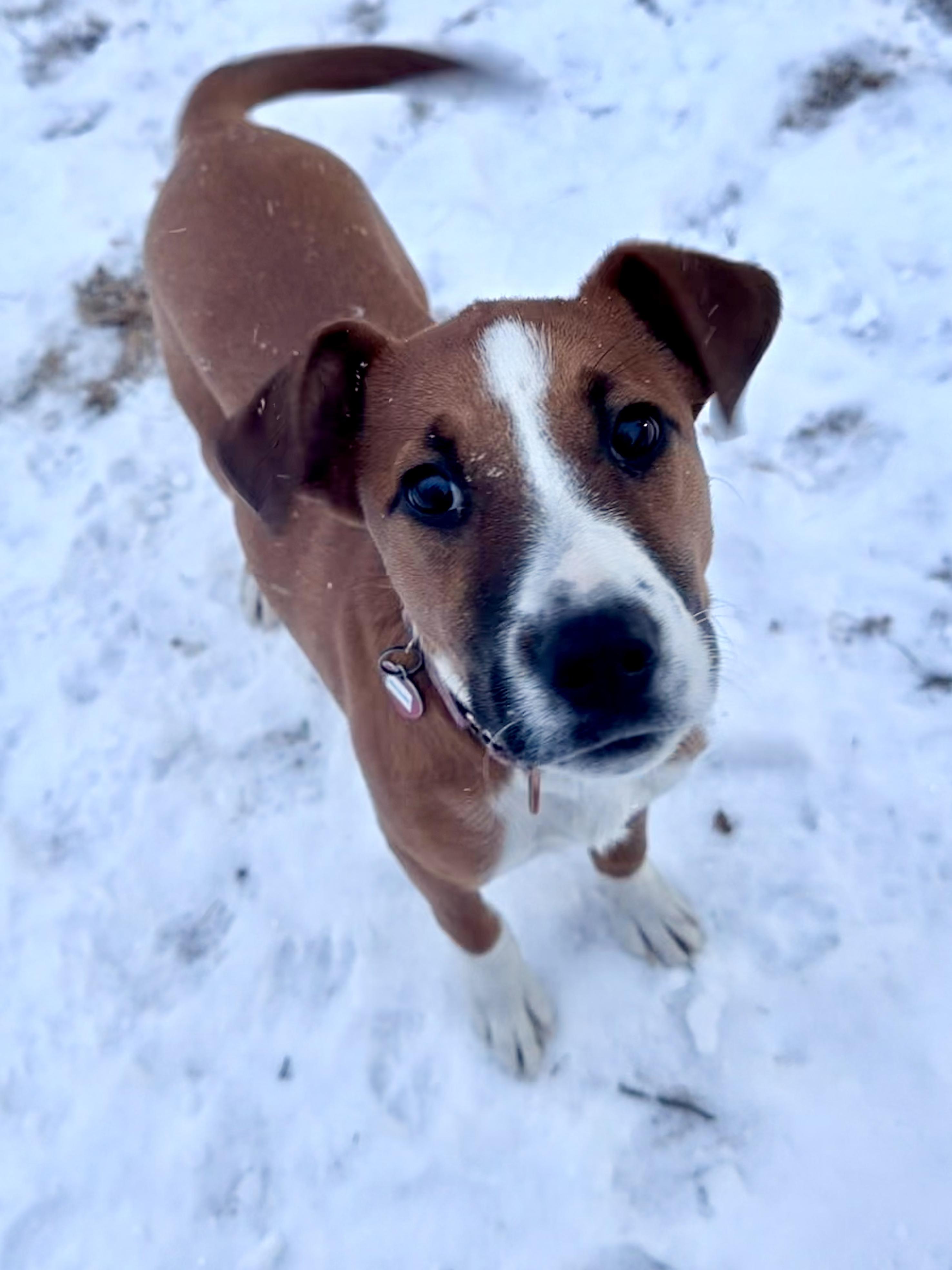 Enlarge Mesquite, a Adoptable mixed breed in Uxbridge, MA image 1/2