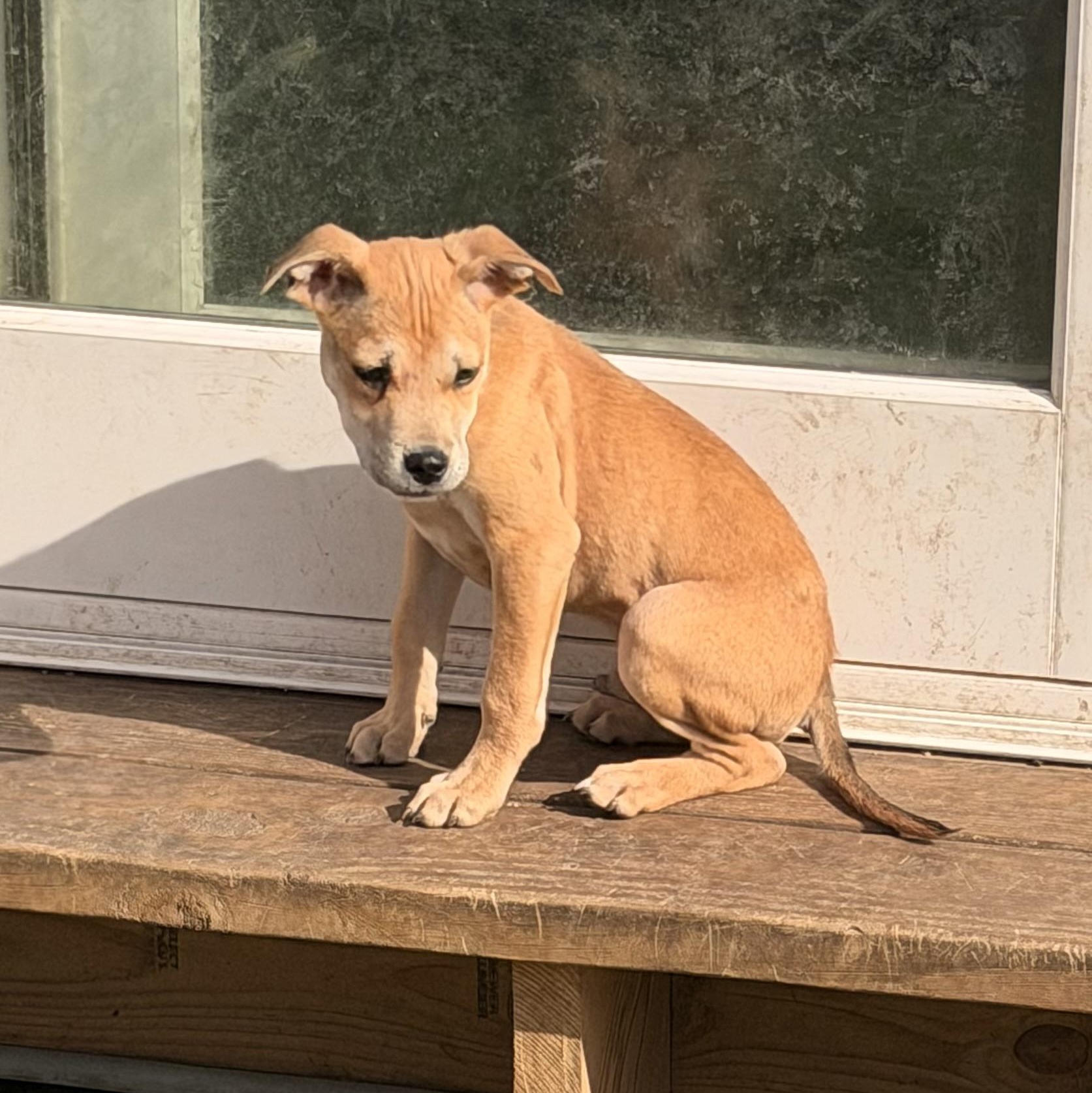 Enlarge Peanut, an adopted mixed breed in Wilmington, IL image 4/4