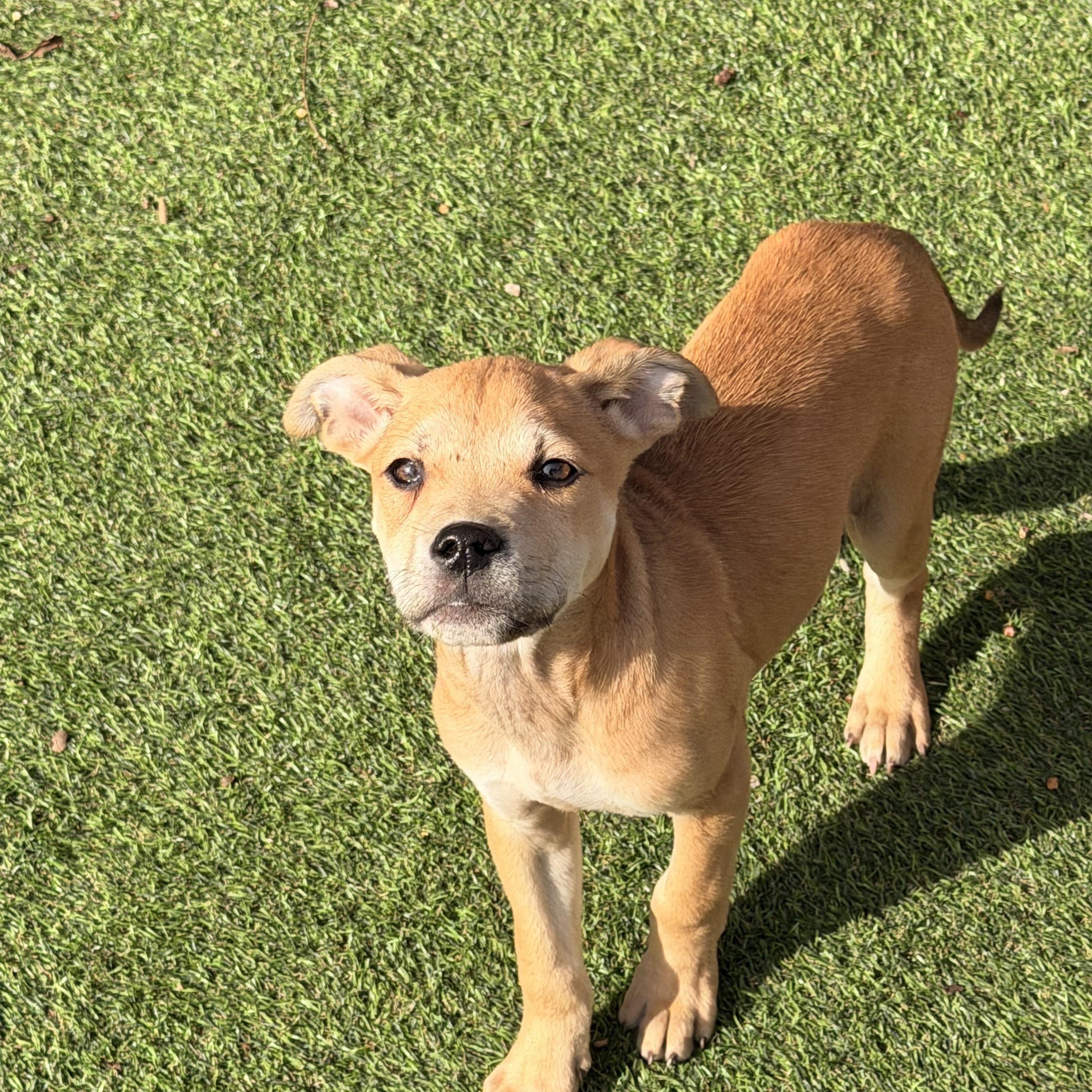 Enlarge Peanut, an adopted mixed breed in Wilmington, IL image 2/4