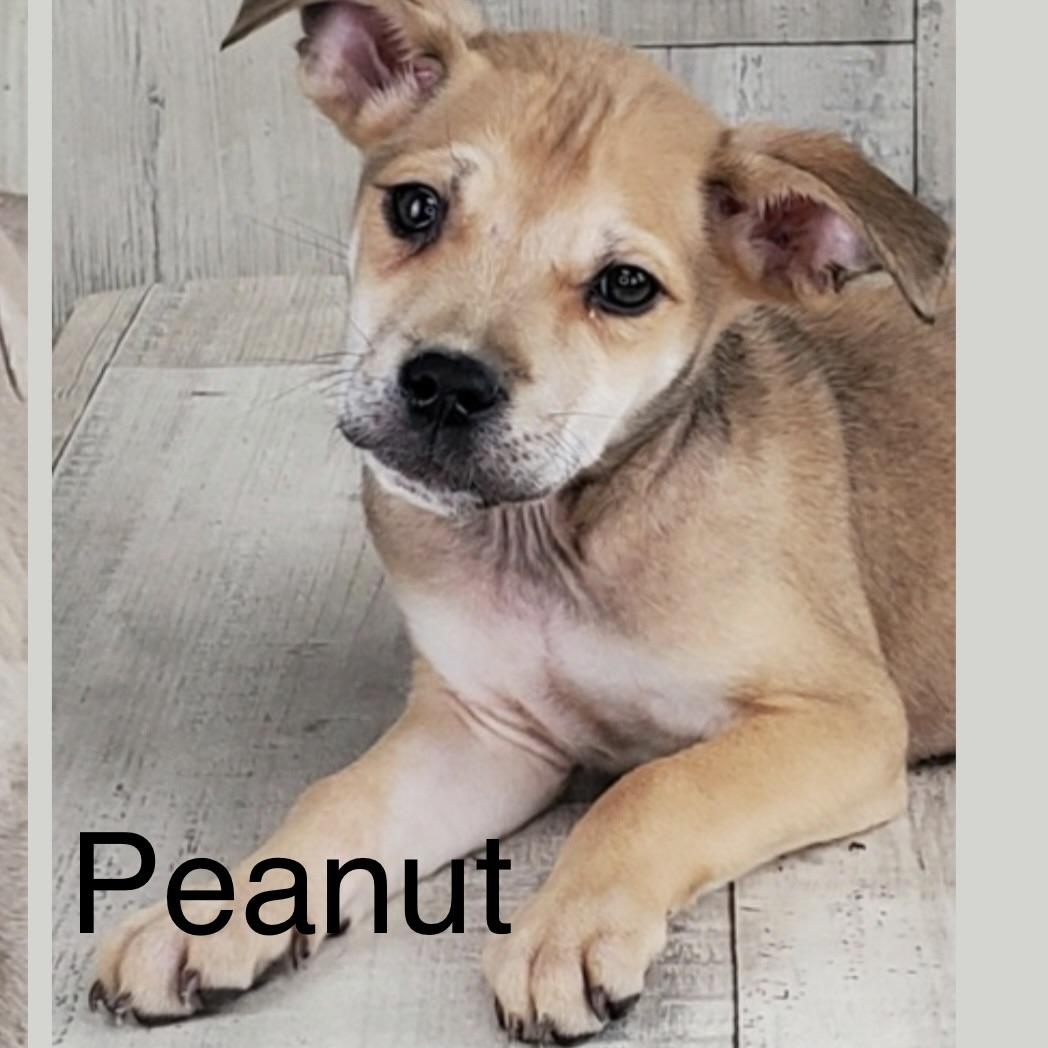 Enlarge Peanut, an adopted mixed breed in Wilmington, IL image 1/4
