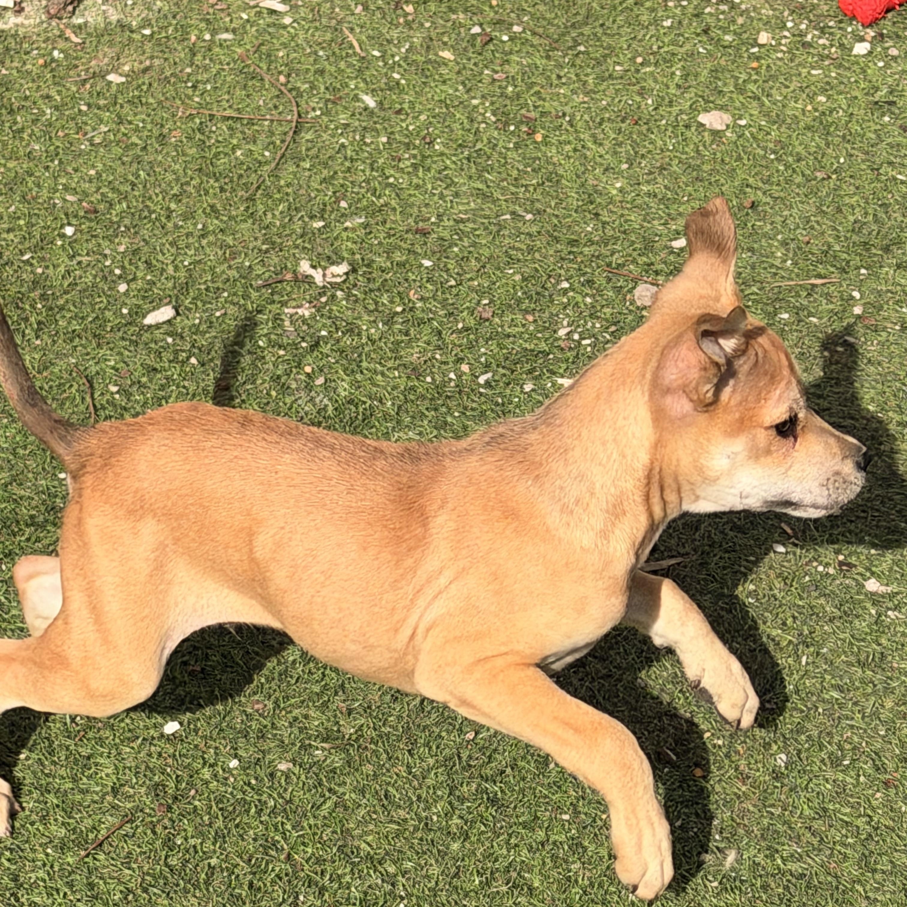 Enlarge Peanut, an adopted mixed breed in Wilmington, IL image 3/4