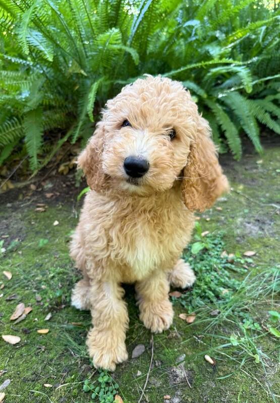 Ernie, a Adoptable Goldendoodle in Valley Village, CA image 1/6