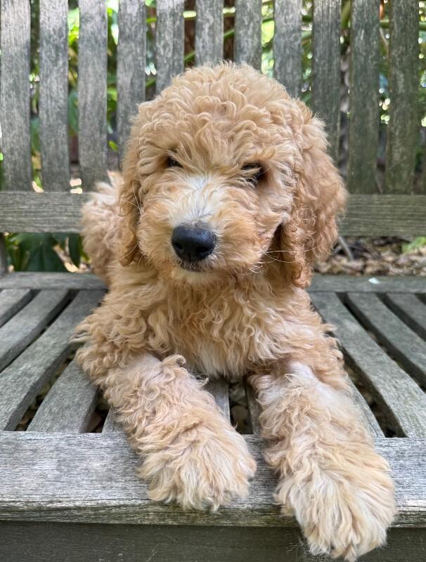 Ernie, a Adoptable Goldendoodle in Valley Village, CA image 2/6