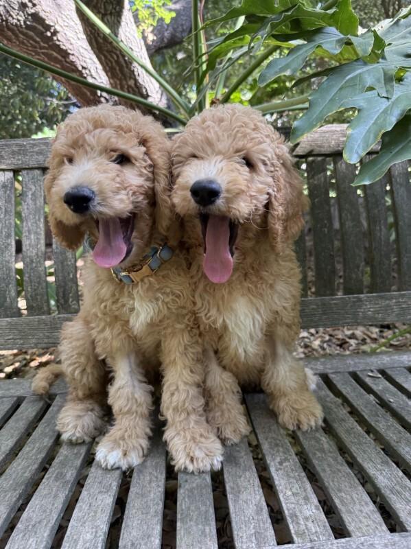 Ernie, a Adoptable Goldendoodle in Valley Village, CA image 3/6