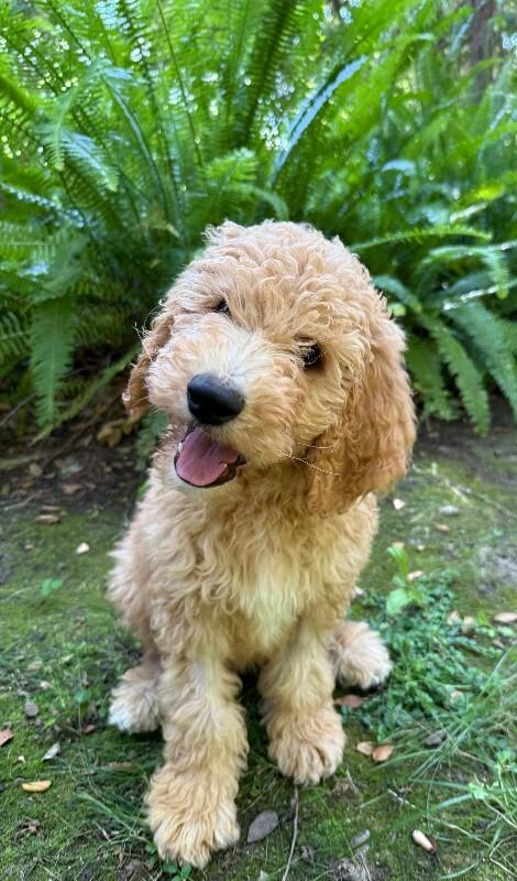 Ernie, a Adoptable Goldendoodle in Valley Village, CA image 4/6
