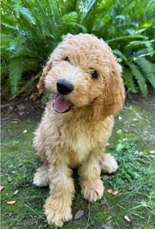 Ernie, a Adoptable Goldendoodle in Valley Village, CA image 5/6