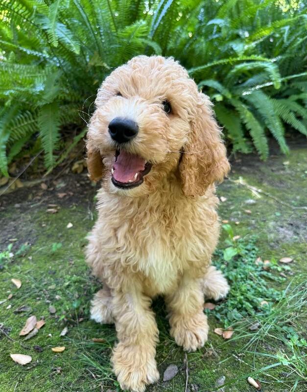 Ernie, a Adoptable Goldendoodle in Valley Village, CA image 6/6