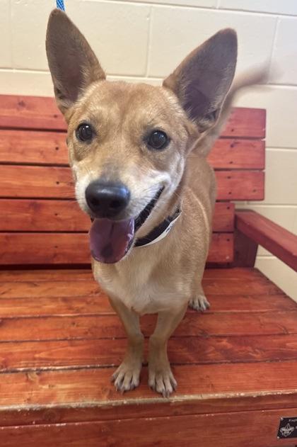 Kareem, Adoptable, Young Male Mixed Breed & Mixed Breed.