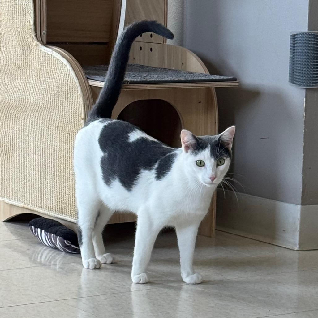 Oswald, Adoptable, Young Male Domestic Short Hair.