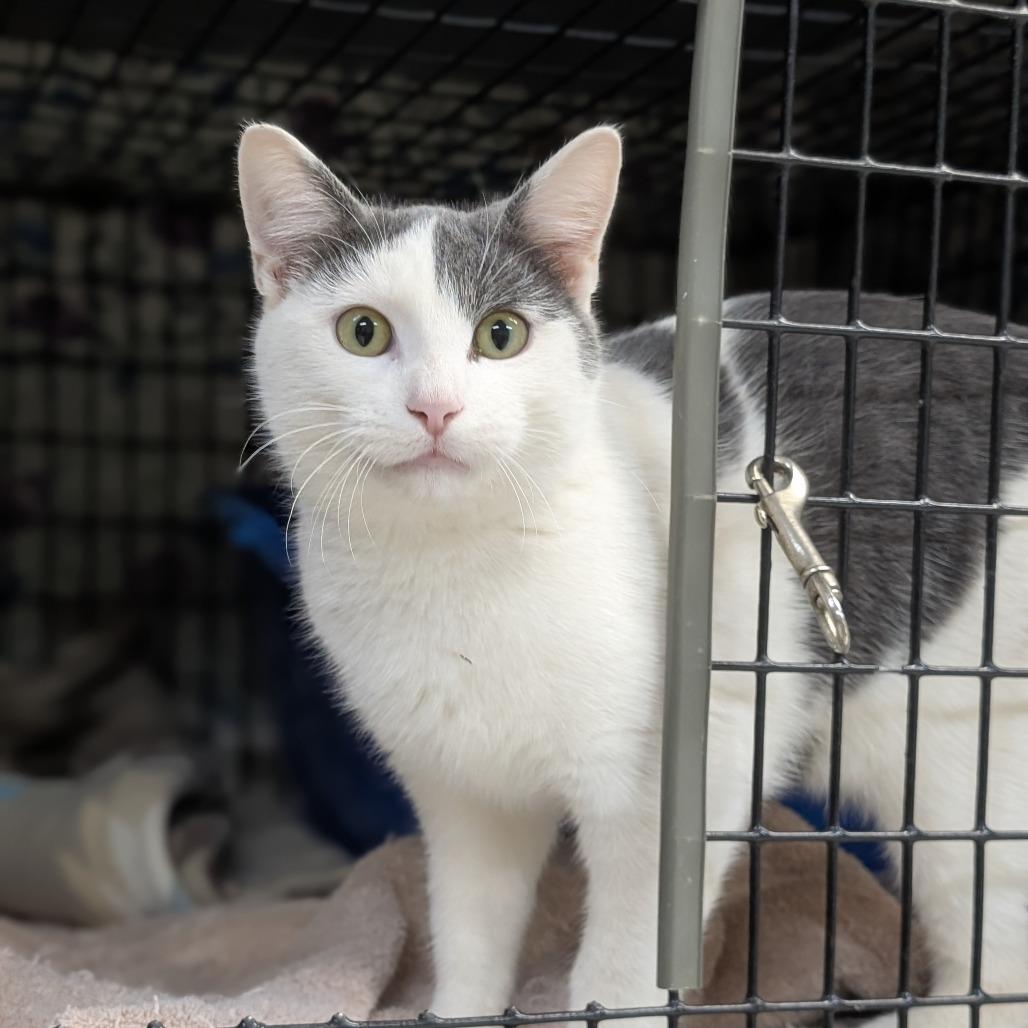 Enlarge Oswald, a Adoptable Domestic Short Hair in Milford, IA image 2/5