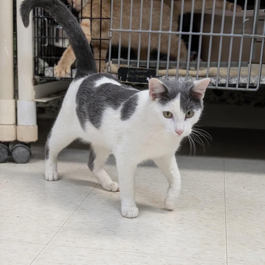 Oswald, Adoptable, Young Male Domestic Short Hair.