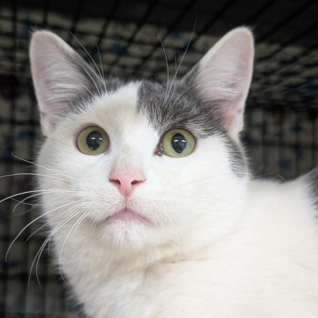 Enlarge Oswald, a Adoptable Domestic Short Hair in Milford, IA image 3/5