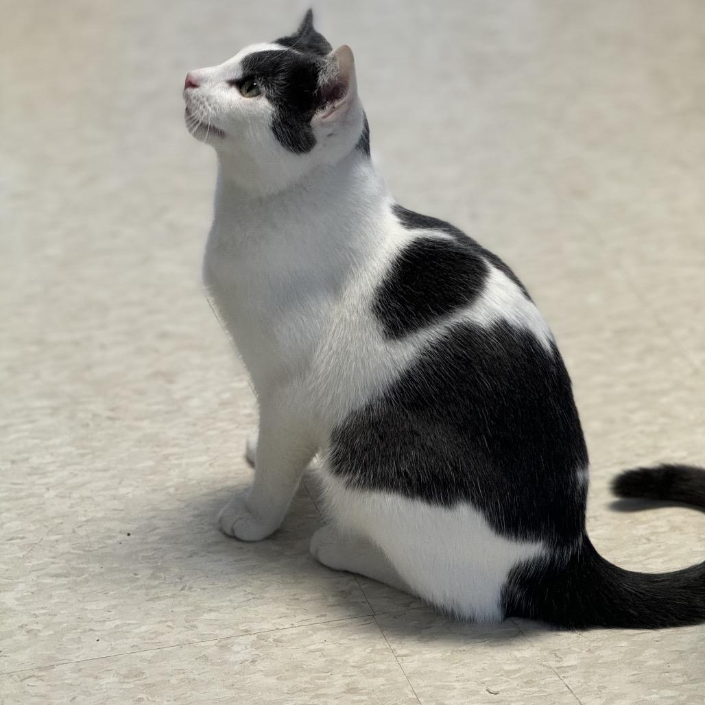 Enlarge Oswald, a Adoptable Domestic Short Hair in Milford, IA image 4/5