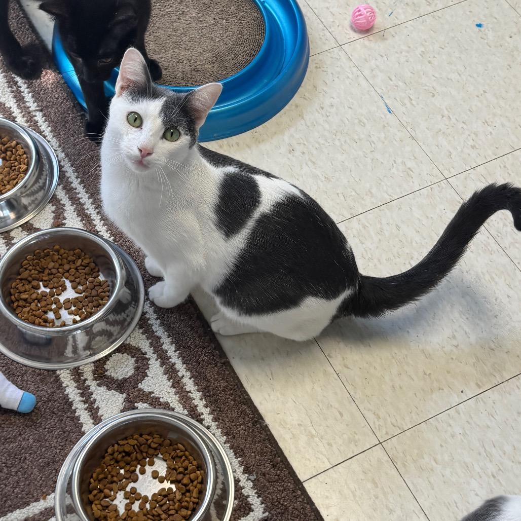 Enlarge Oswald, a Adoptable Domestic Short Hair in Milford, IA image 5/6