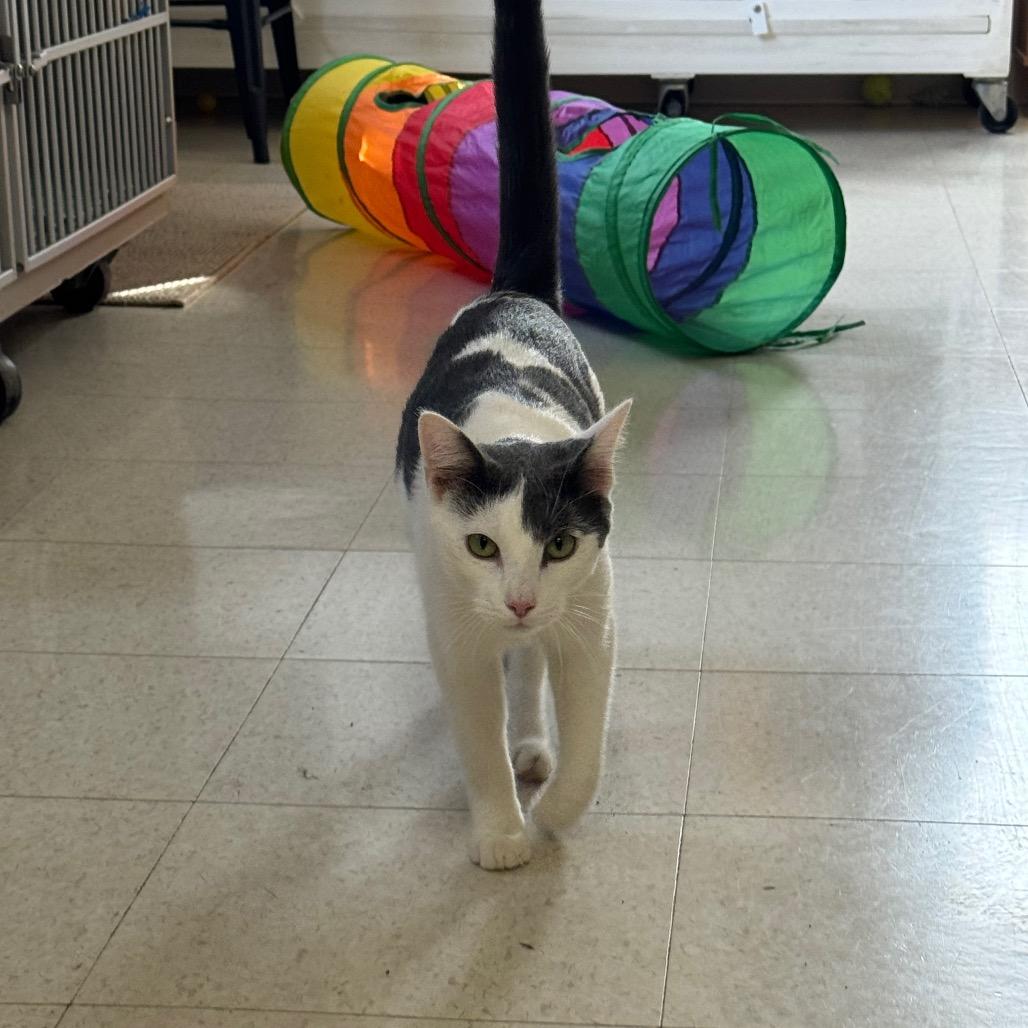 Enlarge Oswald, a Adoptable Domestic Short Hair in Milford, IA image 5/5