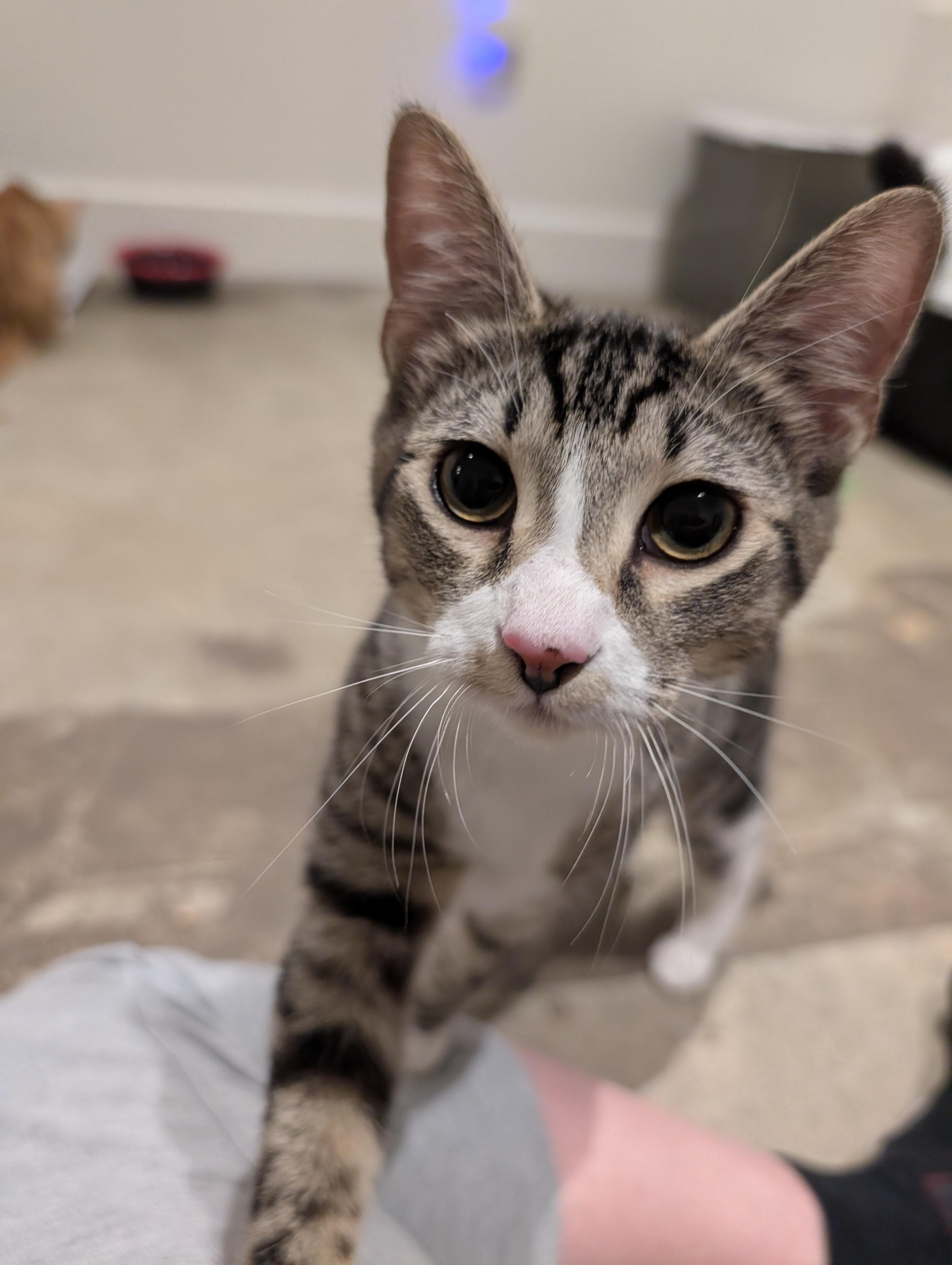 Pixie Project Kittens, Adoptable, Kitten Male Domestic Short Hair.