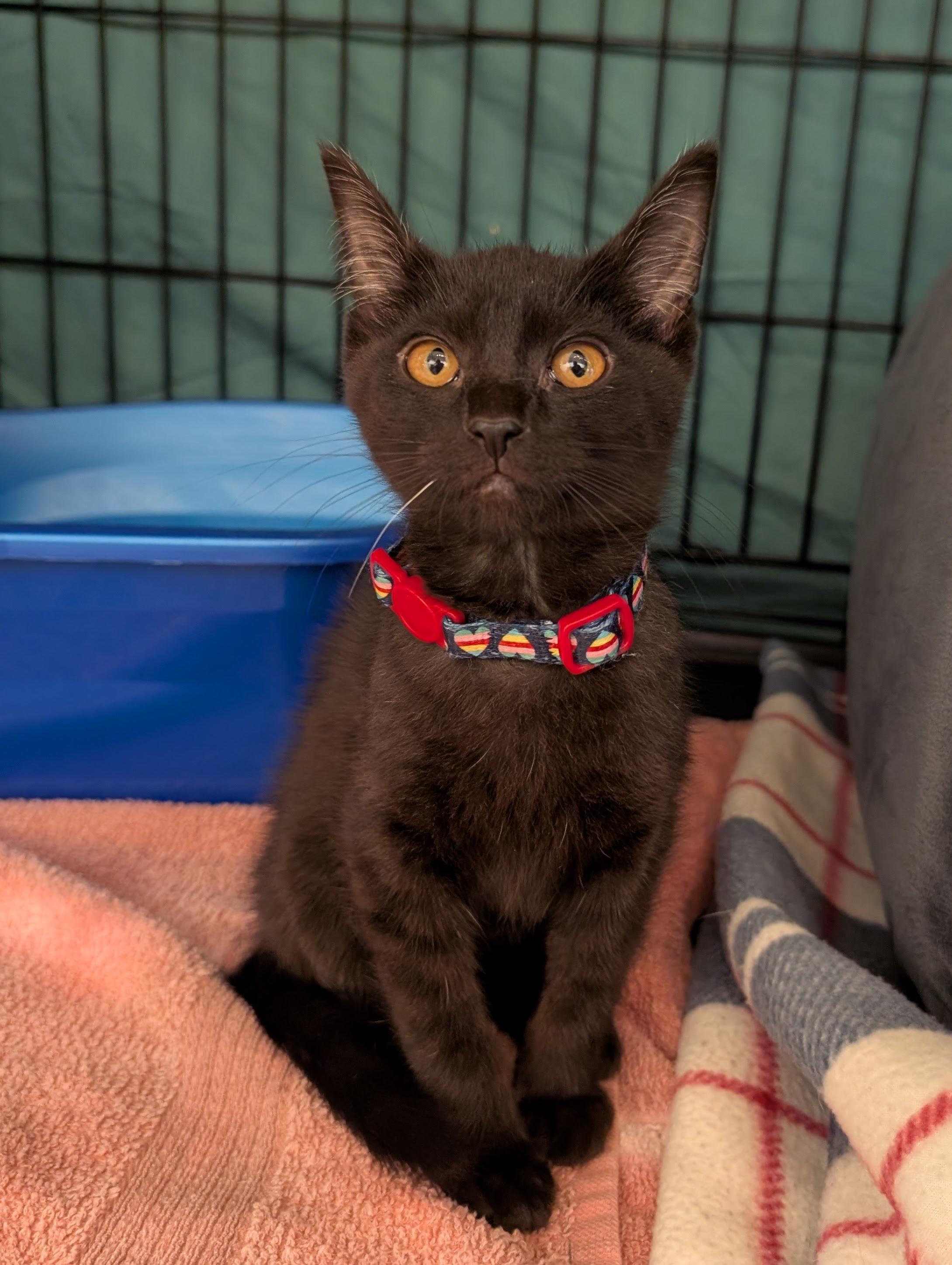 Pixie Project Kittens, a Adoptable Domestic Short Hair in Portland, OR image 2/5