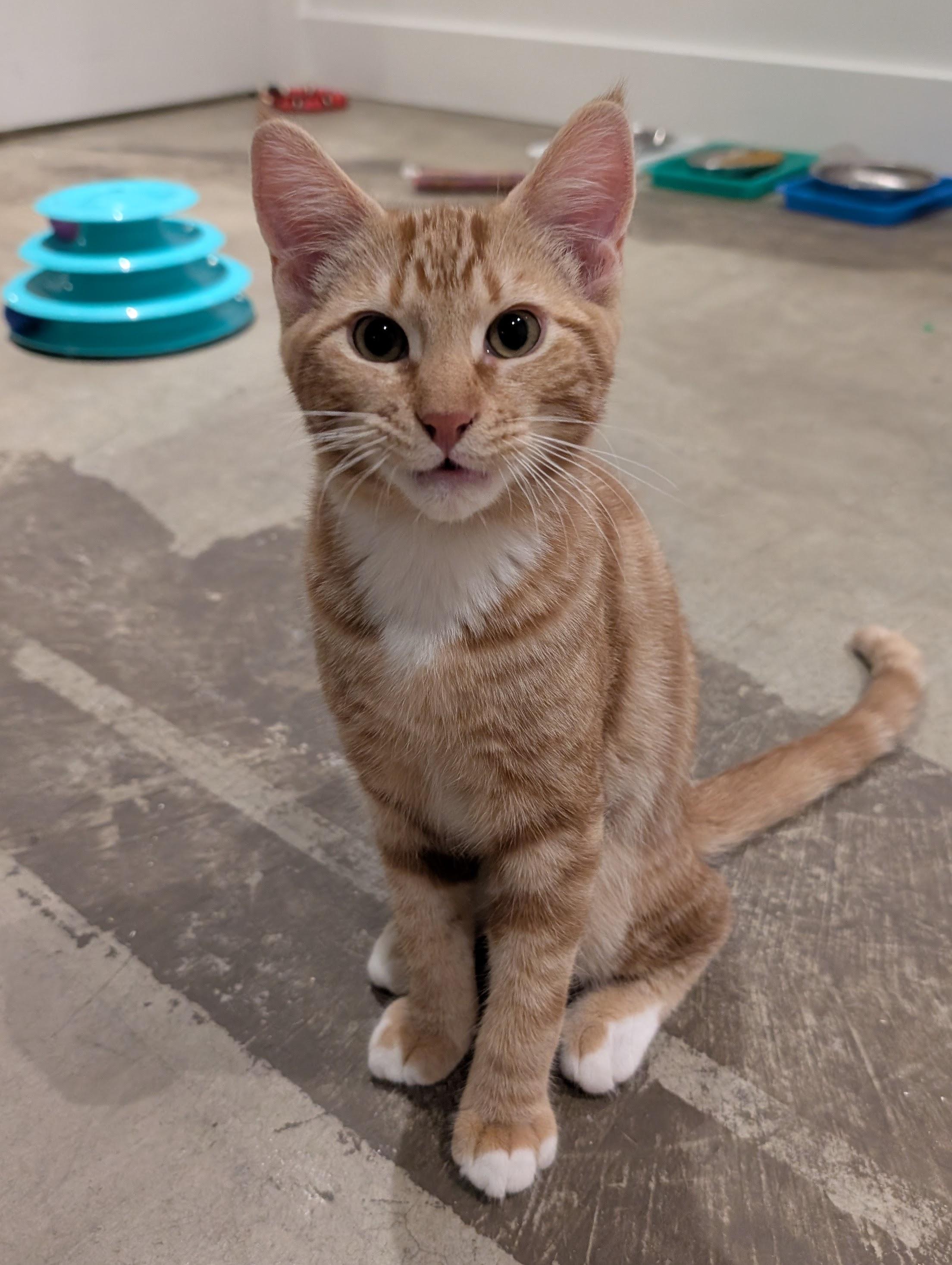 Pixie Project Kittens, a Adoptable Domestic Short Hair in Portland, OR image 3/5