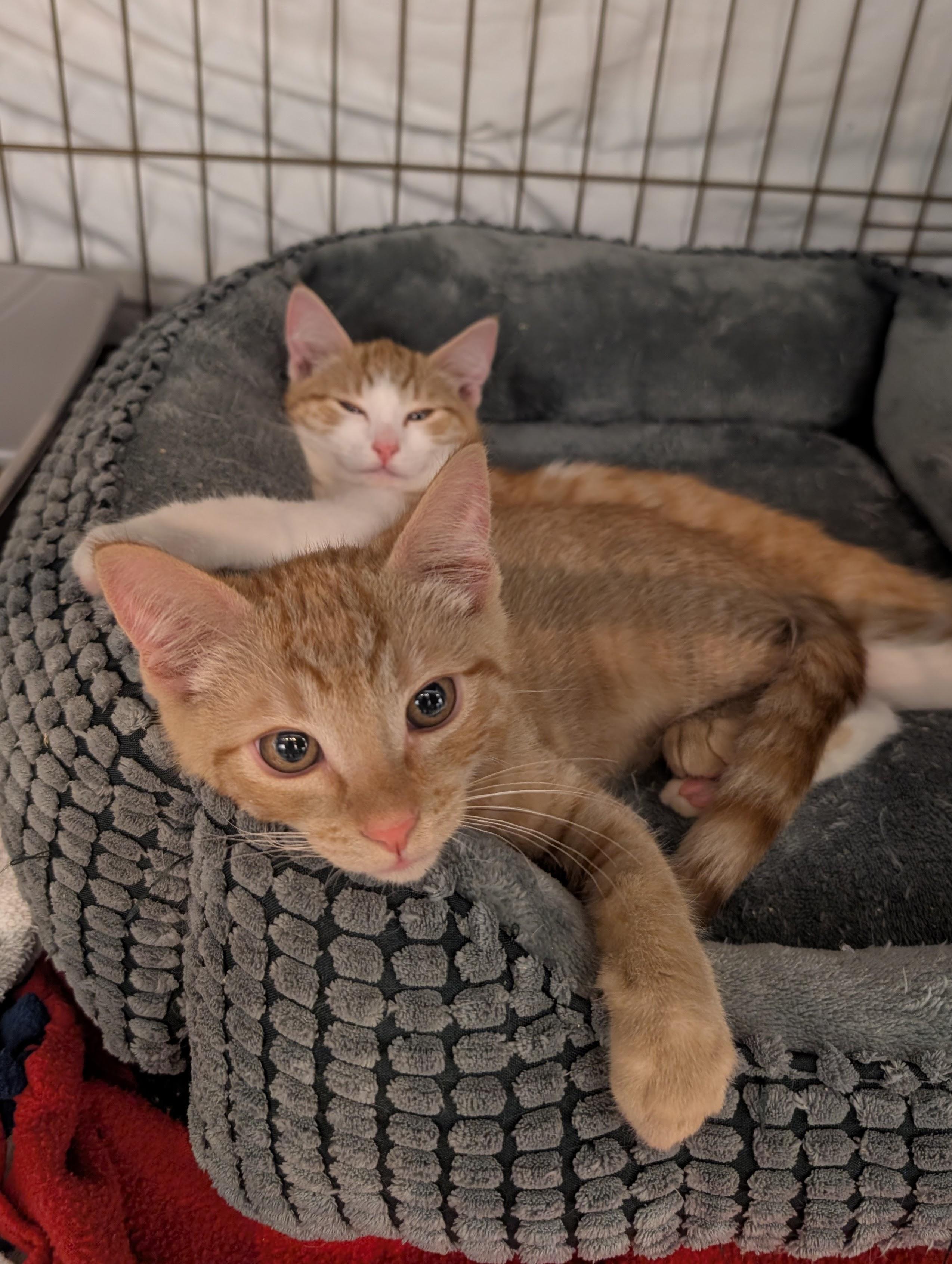 Pixie Project Kittens, a Adoptable Domestic Short Hair in Portland, OR image 4/5