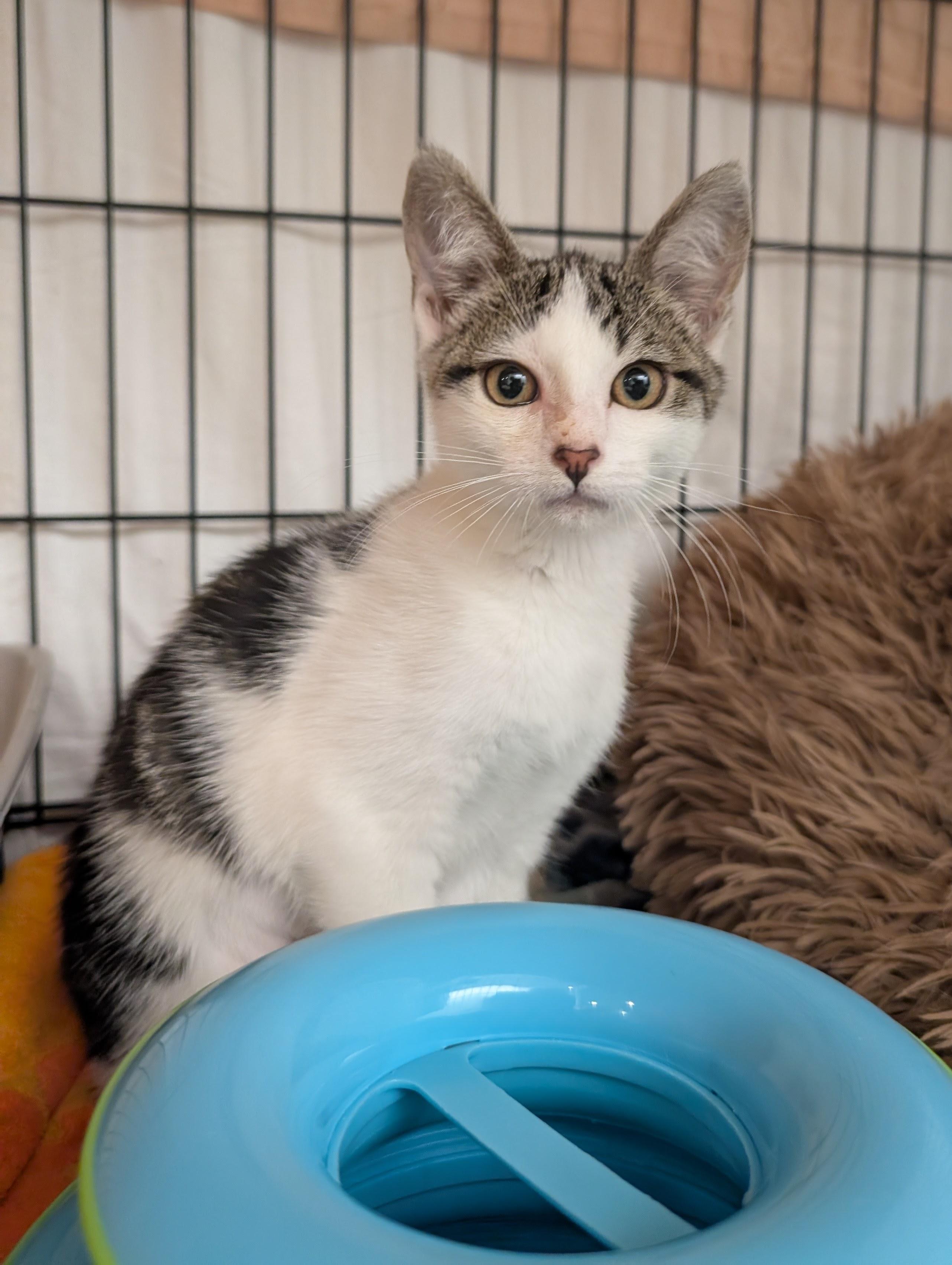 Pixie Project Kittens, a Adoptable Domestic Short Hair in Portland, OR image 5/5
