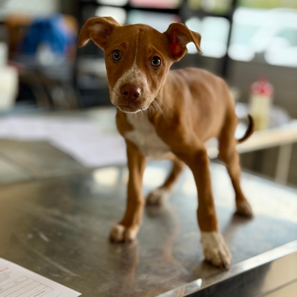 Willow, Adoptable, Puppy Female Mixed Breed.