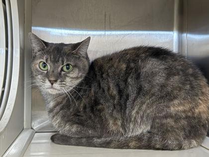 Enlarge Mable, a Adoptable mixed breed in Fort Worth, TX image 1/1
