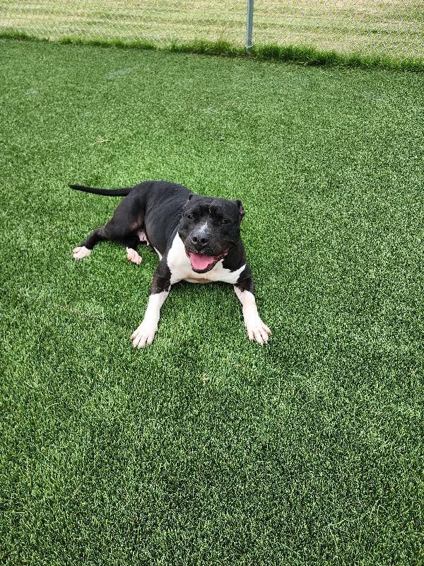 Mandie, Adoptable, Adult Female Pit Bull Terrier & Mixed Breed.