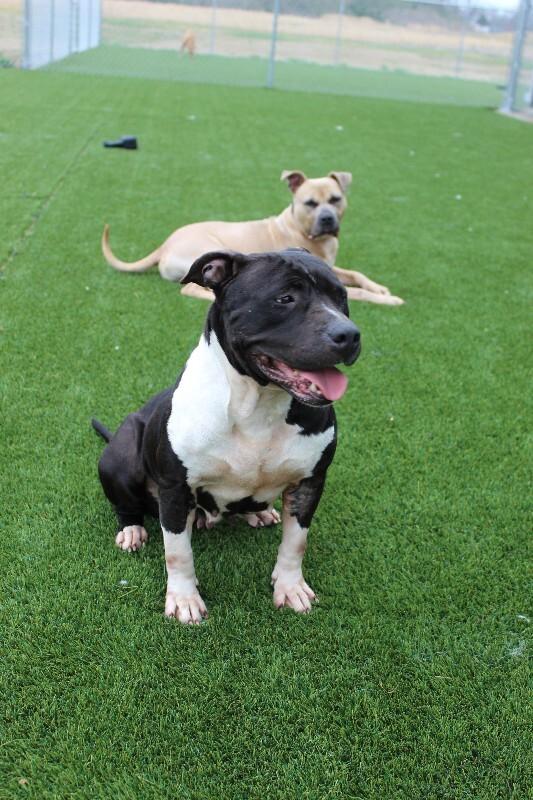 Enlarge Mandie, a Adoptable mixed breed in Jackson, TN image 1/6