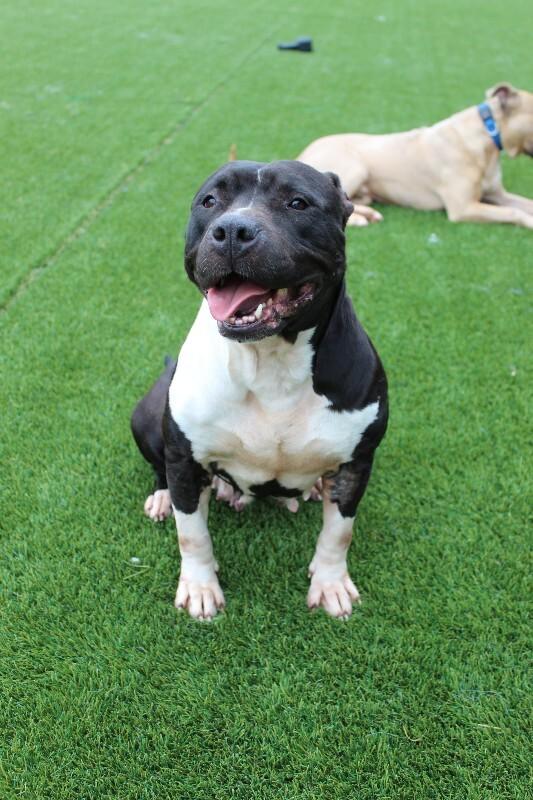 Mandie, Adoptable, Adult Female Pit Bull Terrier & Mixed Breed.