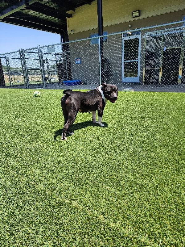 Enlarge Mandie, a Adoptable mixed breed in Jackson, TN image 2/6
