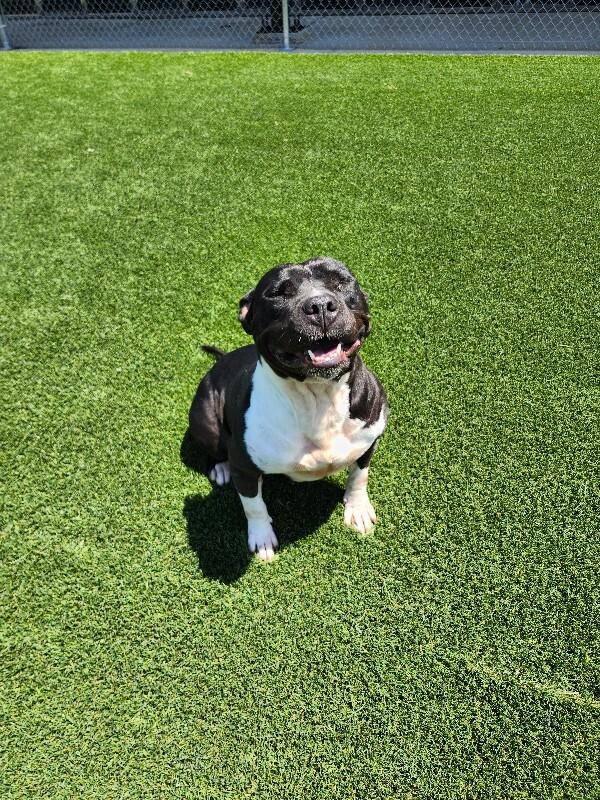 Enlarge Mandie, a Adoptable mixed breed in Jackson, TN image 3/6
