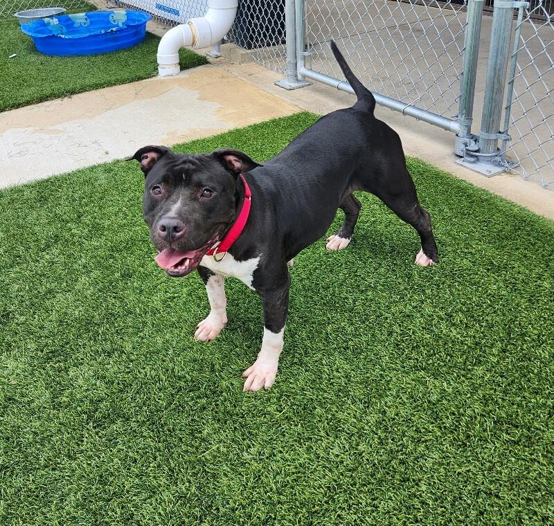 Enlarge Mandie, a Adoptable mixed breed in Jackson, TN image 4/6