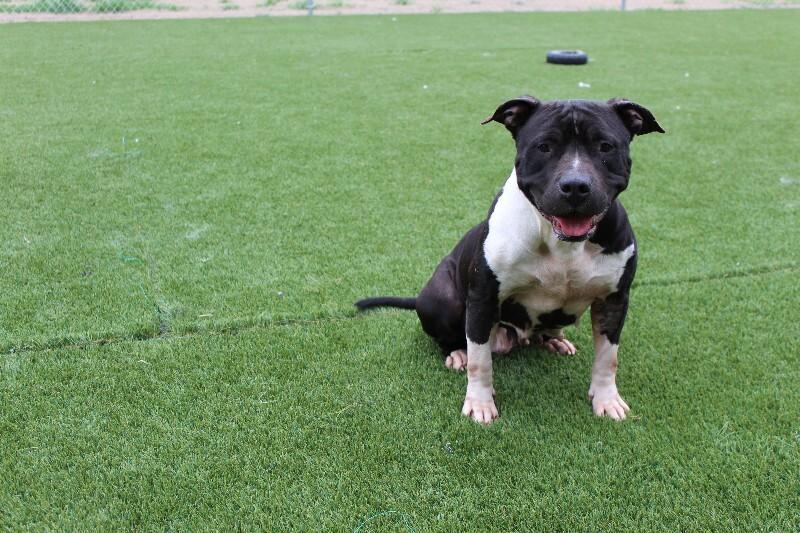 Enlarge Mandie, a Adoptable mixed breed in Jackson, TN image 3/6