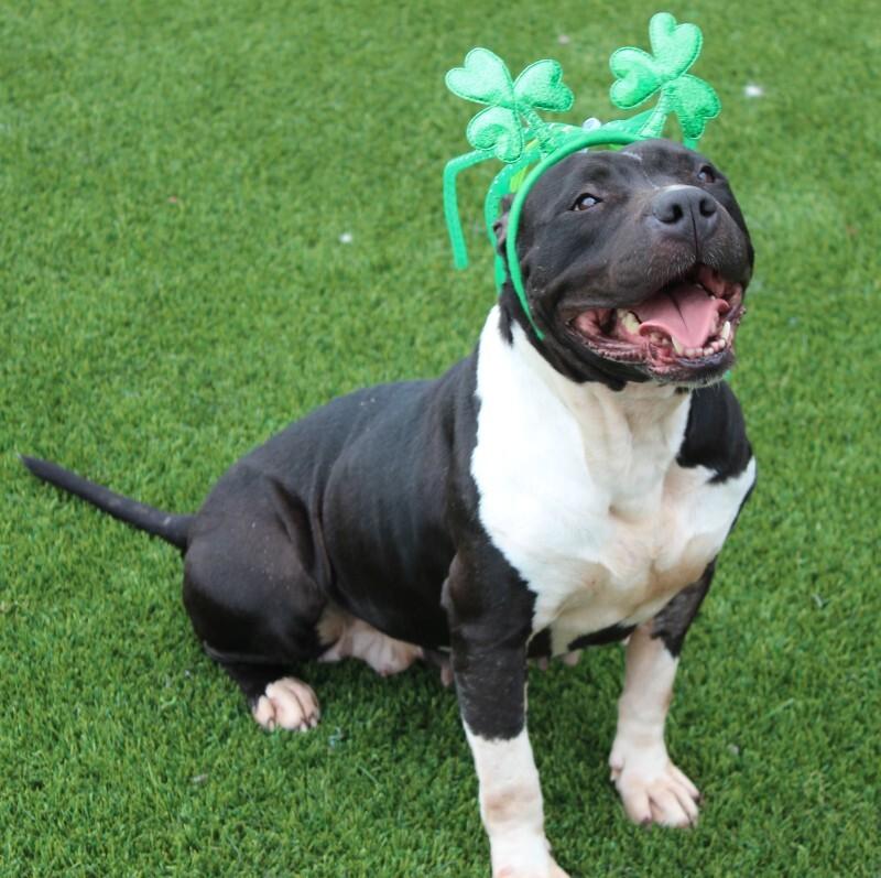 Enlarge Mandie, a Adoptable mixed breed in Jackson, TN image 4/6