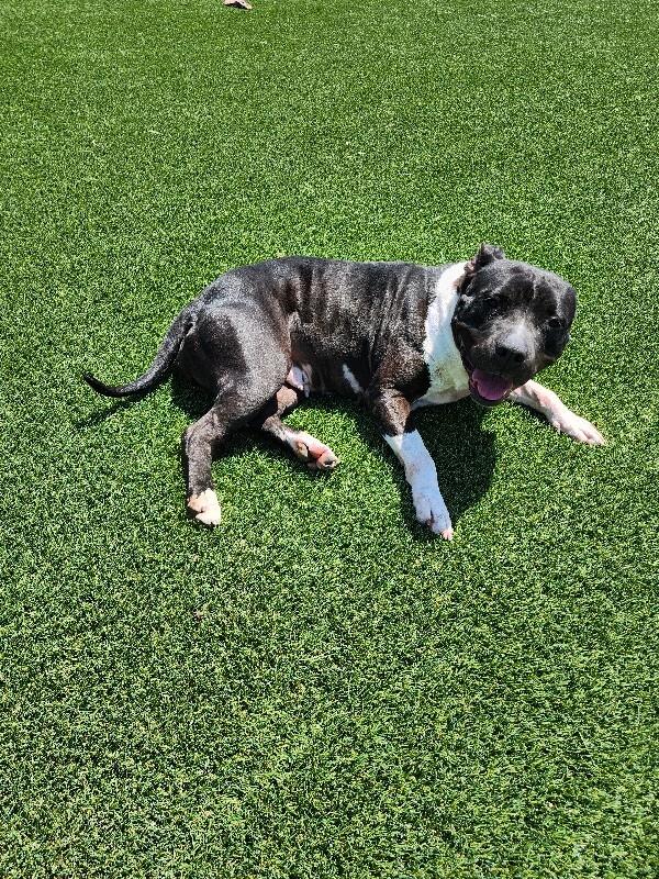 Enlarge Mandie, a Adoptable mixed breed in Jackson, TN image 6/6