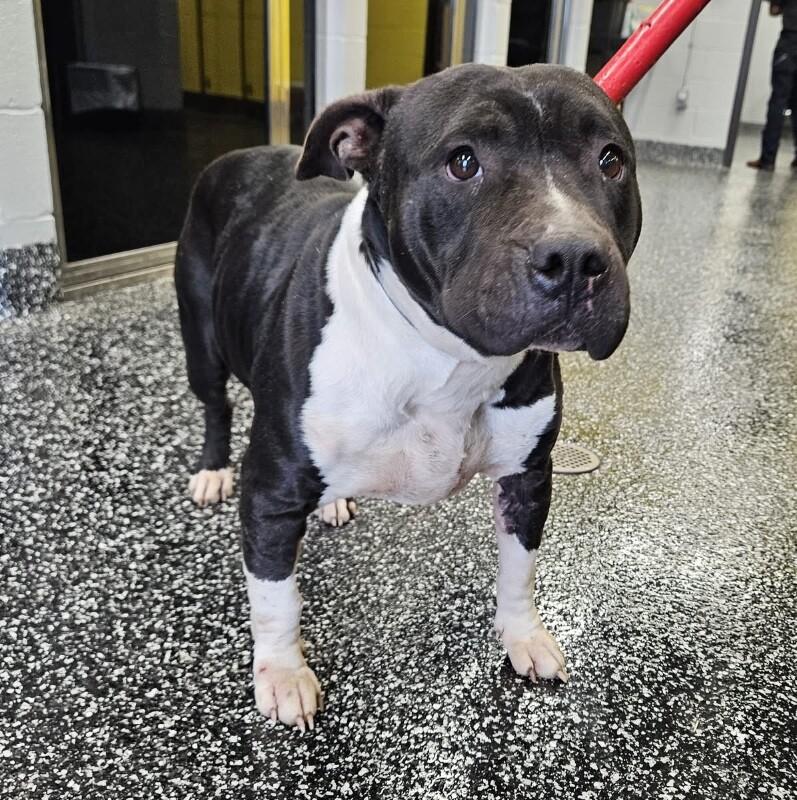 Enlarge Mandie, a Adoptable mixed breed in Jackson, TN image 5/6