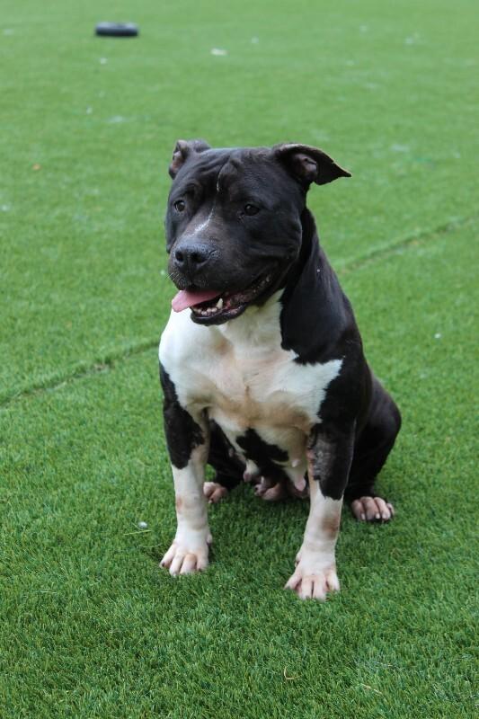 Enlarge Mandie, a Adoptable mixed breed in Jackson, TN image 6/6