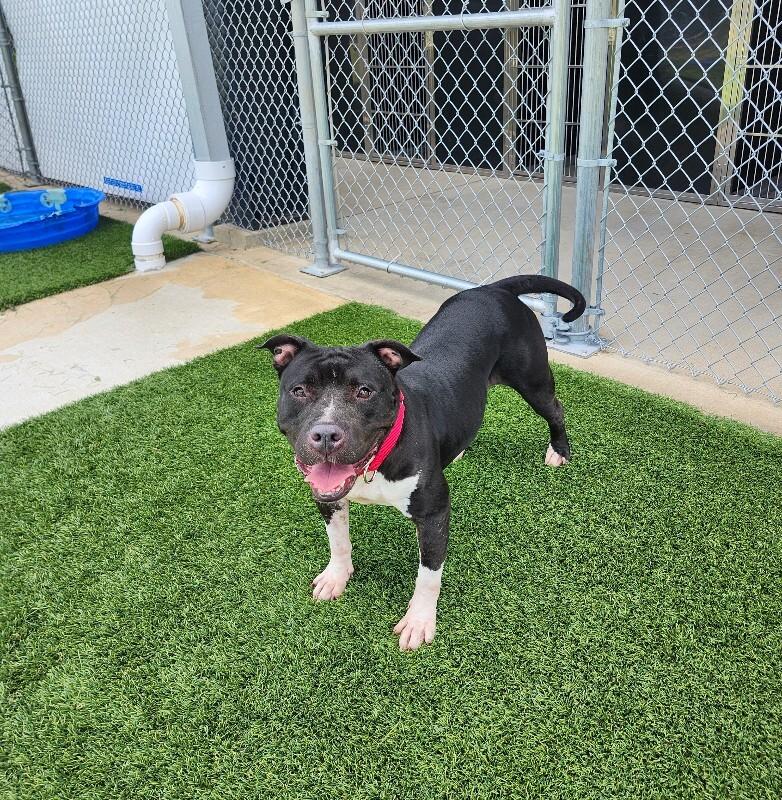 Enlarge Mandie, a Adoptable mixed breed in Jackson, TN image 6/6