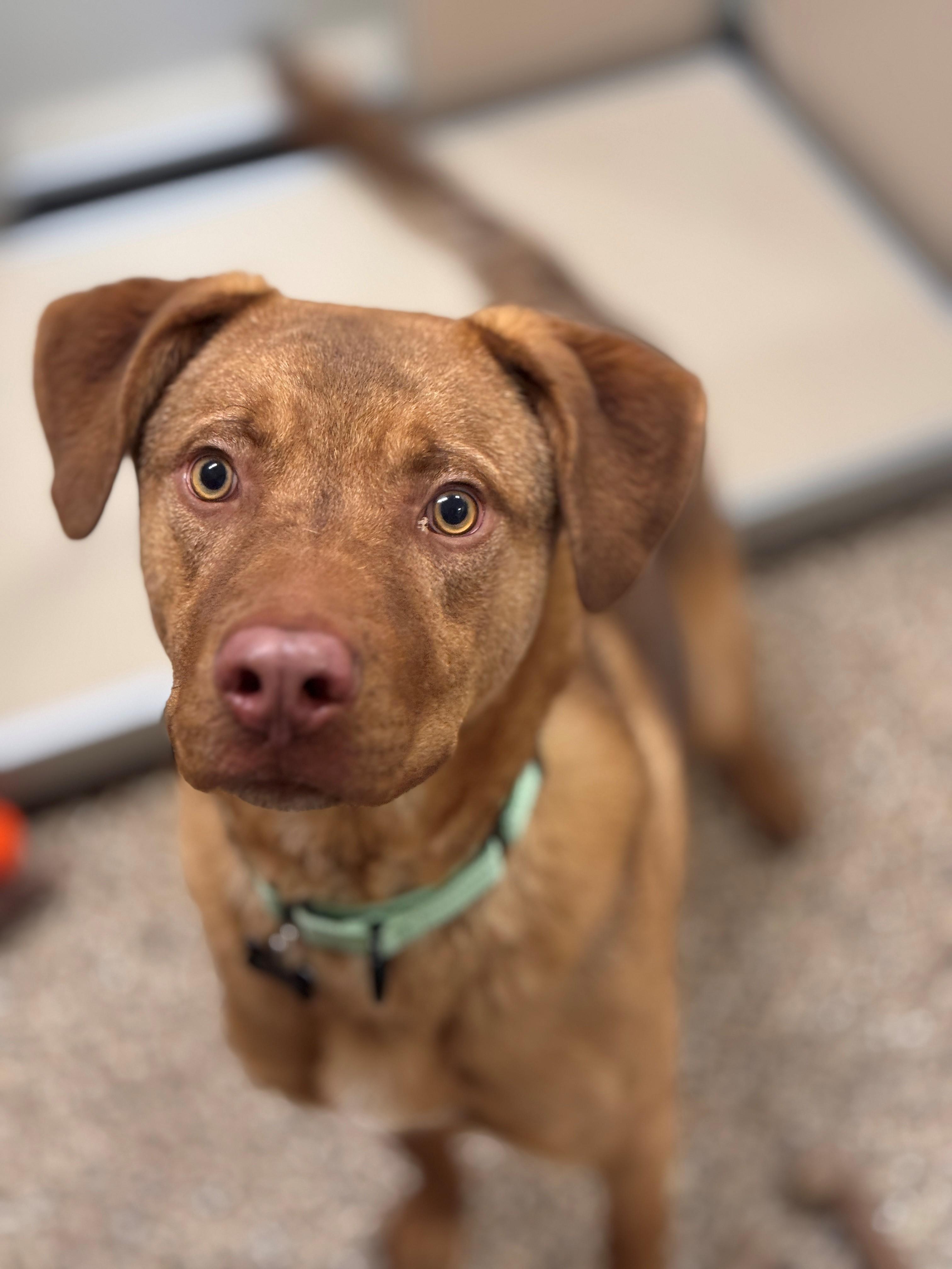 Oliver, Adoptable, Young Male Mixed Breed.